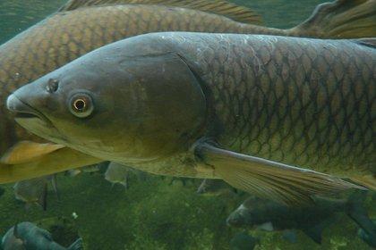 Cover Where to Buy Triploid Grass Carp: A Guide for Aquatic Pest Management