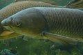 Image Why is Grass Carp a Problem?