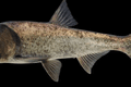 Image Bighead Carp: Biology, Distribution, and Ecological Impact