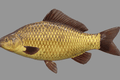 Image Difference between F1s and Common Carp