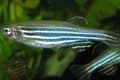 Image Zebrafish: A Model Organism for Biological Research