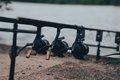 Image Top Carp Fishing Reels from Fox: A Comprehensive Guide