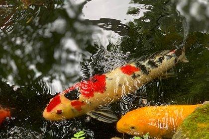 Cover The Exotic and Elusive Orange Carp: A Detailed Guide