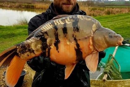 Cover Understanding Tiger Carp: Biology, Habits, and Challenges for Anglers