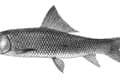 Image Mrigal Carp: Biology, Distribution, and Ecological Impact