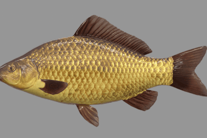 Cover Unique Hybrid F1 Carp: A Cross Between Common and Crucian Carp