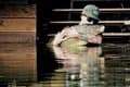 Image Mastering Canal Carp Fishing: Tips, Tricks and Regulations