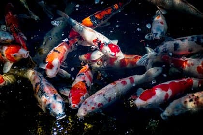 Cover Carp Fishing 101: Uncover the Top Secret Baits for a rewarding catch