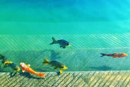 Cover Carp Fishing 101: Understanding the Habits of Carp Fish for a Rewarding Catch
